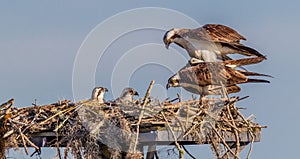 Female osprey holds steady as male bird mates with her