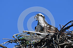 Female Osprey sits at the edge of the nest calling