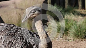 Female Ostrich