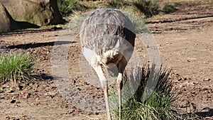 Female Ostrich