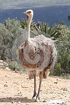 Female Ostrich