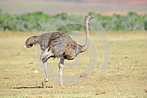 Female Ostrich