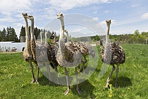 Female Ostrich