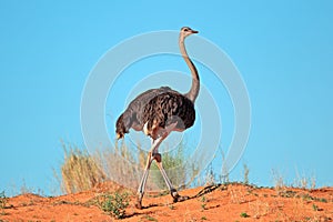 Female ostrich