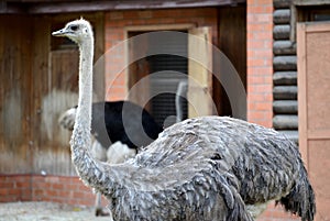 Female of an ostrich of African Struthio camelus Linnaeus, side view