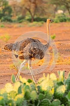 Female ostrich, Amboseli park, Kenya