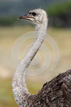 Female Ostrich Bird