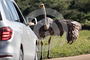 Female ostrich facing tourists
