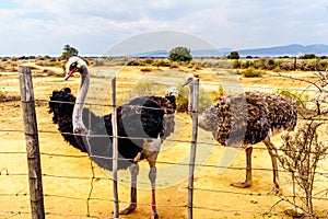 Female Ostrich and Male Ostrich at an Ostrich Farm in Oudtshoorn in the Western Cape Province of South Africa