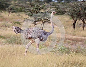 A female ostrich in masai mara