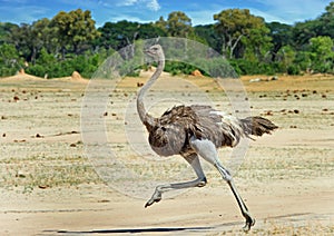 Female ostrich running across the Hwange Plains