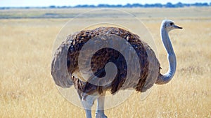 Female Ostrich Struthio camelus