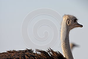 Ostrich struthio camelus in the Etosha National Park photo
