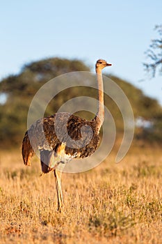 Female Ostrich photo