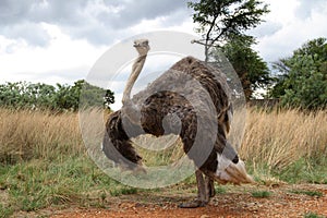 Female Ostrich. photo