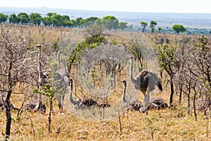 Female Ostriches