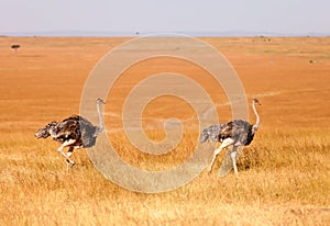 Female ostriches, Amboseli park, Kenya