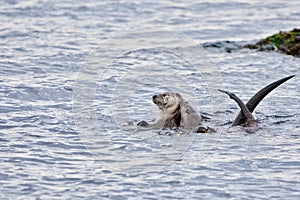 A female otter and her large pup cavort in the sea near Clover Point