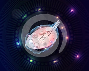 Female ovary abstract background