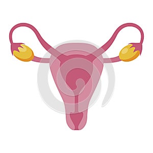 Female ovary, woman reproductive organ anatomy system