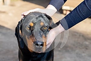 Female owner petting  young german hunting terrier dog outdoors on bright sunny day. Purebred adorable Jagdterrier puppy