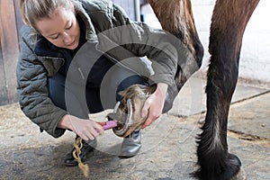 Female Owner In Stable Cleaning Feet Of Horse With Brush