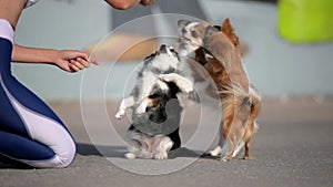 female owner training her three chihuahua dogs outdoors obedience leisure activity