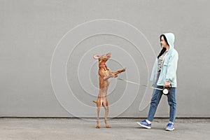 Female owner trains his dog on the street and holds on a leash, the dog jumps. Woman playing with a gray dog against a gray wall