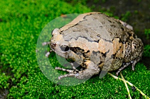 Female Painted Bullfrog (Kaloula pulchra)