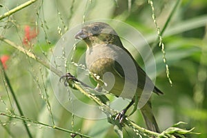Female painted bunting eating grass seeds photo