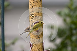 Female Painted Bunting feeding