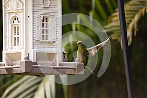 Female painted bunting Passerina ciris bird on a bird feeder