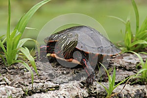 Female Painted Turtle Basking on a Log