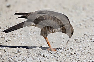 Female Pale Chanting Goshawk killing a small lizard on the ground in Kalahari