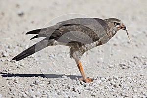 Female Pale Chanting Goshawk killing a small lizard on the ground in Kalahari