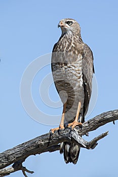 Female Pale Chanting Goshawk sitting in a tree against blue Kalahari sky