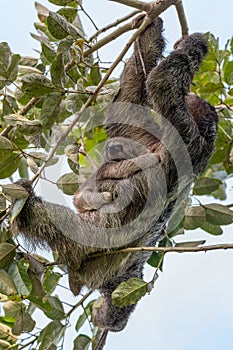 Female of pale-throated sloth La Fortuna, Costa Rica wildlife photo