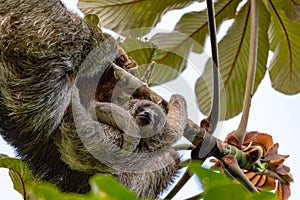 Female of pale-throated sloth - Bradypus tridactylus with baby hanged top of the tree, La Fortuna, Costa Rica wildlife photo