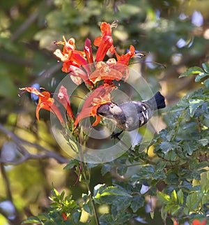 The female of palestine sunbird feeding on the red flovers