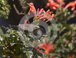 The female of palestine sunbird feeding on the red flovers