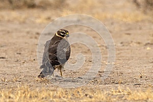 Female Pallid harrier or Circus macrourus observed near Nalsarovar in Gujarat