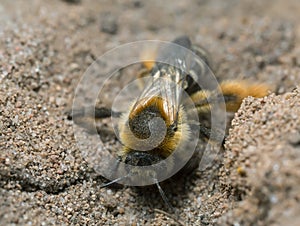 Female pantaloon bee, Dasypoda hirtipes digging in sand