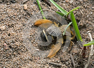 Female pantaloon bee, Dasypoda hirtipes digging in sand