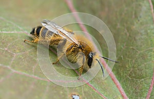 Female pantaloon bee, Dasypoda hirtipes on leaf