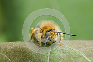 Female pantaloon bee, Dasypoda hirtipes on leaf