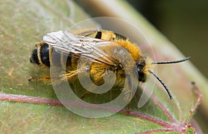 Female pantaloon bee, Dasypoda hirtipes on leaf