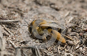 Female pantaloon bee, Dasypoda hirtipes on sand