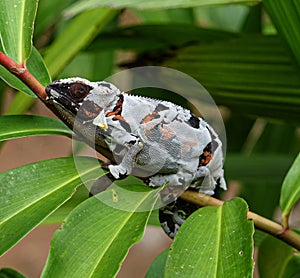 Female panther chameleon, during moulting process