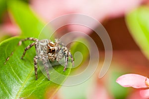 Female Pantropical jumping spider (Plexippus paykulli) in colorful scene