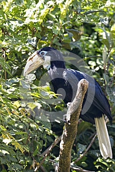 Female Papuan Hornbill perched on branch